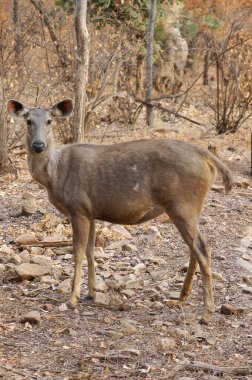 Ranthambore Ulusal Parkı, Rajasthan, Hindistan 'daki manzara ve geyik.