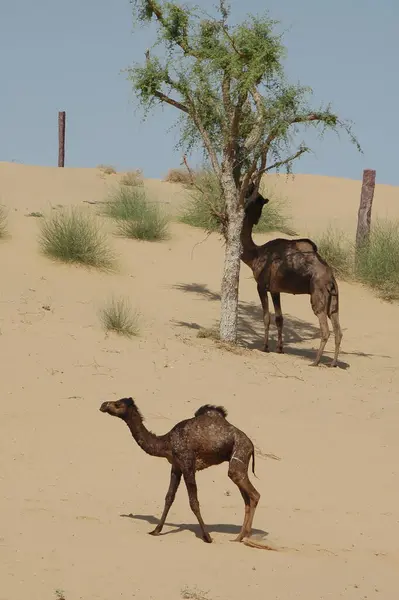 Hindistan, Rajasthan 'ın kum tepelerindeki Dromedaries