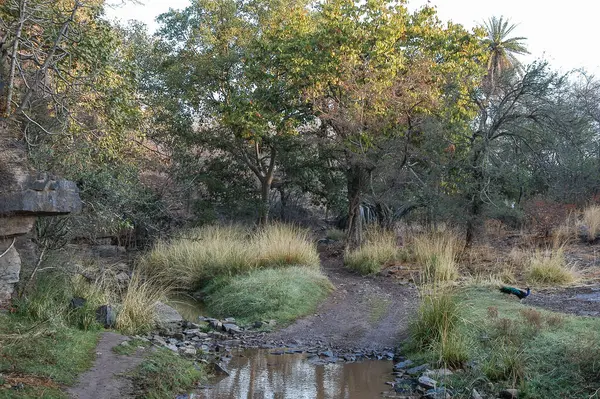 Ranthambore Ulusal Parkı 'ndaki orman, Rajasthan, Hindistan