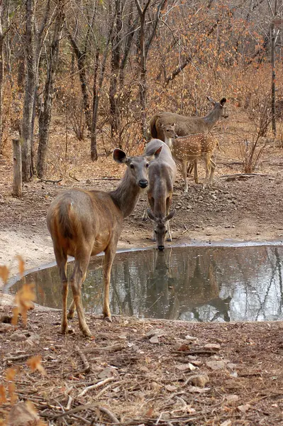 Hindistan, Rajasthan 'daki Tathambhore Ulusal Parkı' nda bir su birikintisinde geyik içiyor.