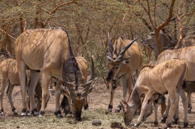 Senegal 'de doğa koruma alanında antiloplar