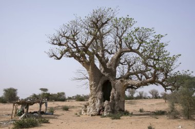 Senegal 'deki yaşlı Baobab ağacı.