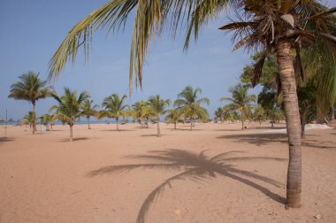 Senegal 'in Mbour kıyı bölgesinde tuzlu plajlar ve palmiye ağaçları