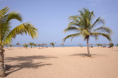 Senegal 'in Mbour sahilindeki Saly sahillerinden birinde palmiye ağaçları.
