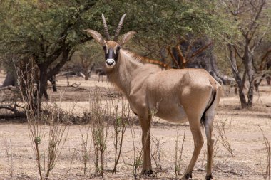 Bandia, Senegal 'de yetişkin antilopları