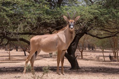 Bandia, Senegal 'de Antilop