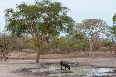 Senegal 'deki Fathala' nın doğal koruma alanındaki gölde içen bir bufalo sahnesi