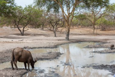 Senegal, Afrika 'da bir doğa koruma alanında bufalo içme suyu.