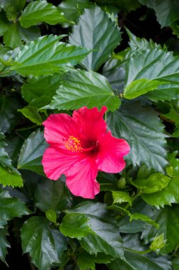 Hibiscus yaprağı ve kırmızı çiçek