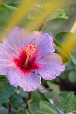 Hibiscus çiçek Bahçe