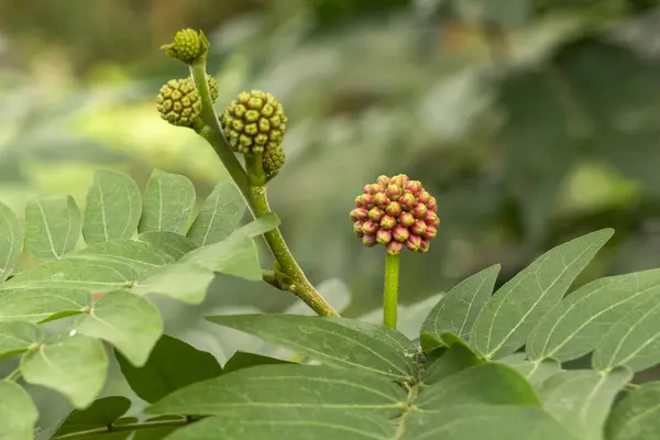 Tropik bir bahçede egzotik bitkiler ve çiçekler