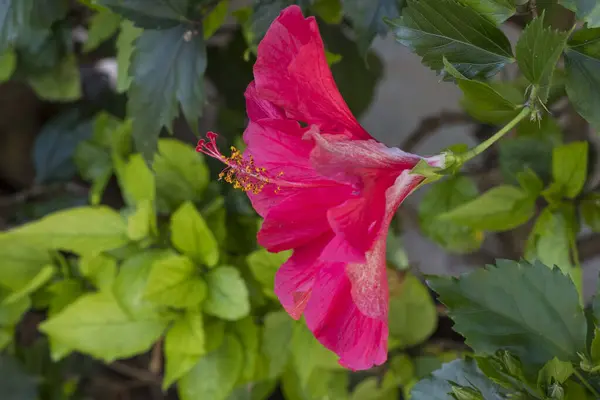 Kırmızı Hibiscus çiçek, yakın çekim
