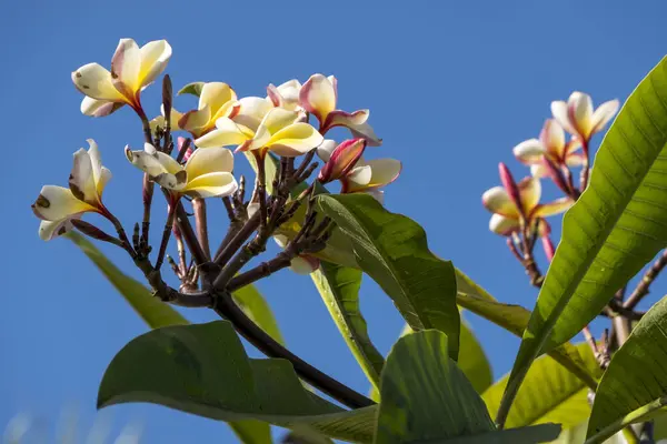 Frangipani ve mavi gökyüzünde çiçekler
