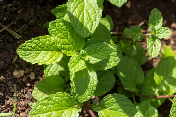 Bahçedeki nane bitkisi