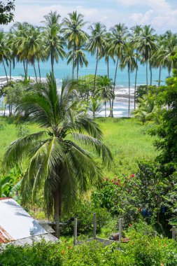 Puntarenas, Kosta Rika 'da Pasifik kıyısında palmiye ağaçları olan manzara