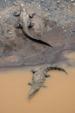 Kosta Rika 'daki Trcoles Nehri' nde Amerikan timsahları