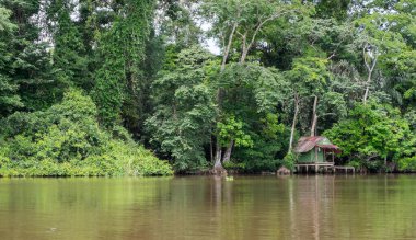 Kosta Rika 'daki Tortuguero ormanında kanal