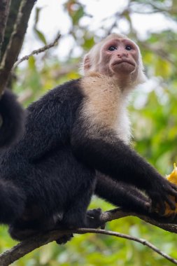 Kosta Rika 'daki Tortuguero ormanında beyaz suratlı bir maymunun seçmeli odak noktası.