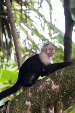 Kosta Rika 'daki Tortuguero yağmur ormanlarındaki bir ağaçtaki Capuchin maymunu