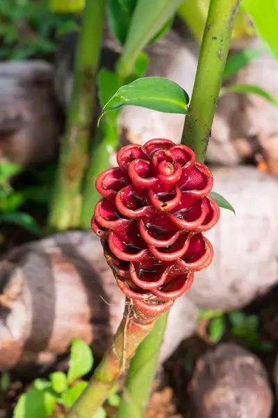 Puntarenas, Kosta Rika sahilinde kızıl çiçek