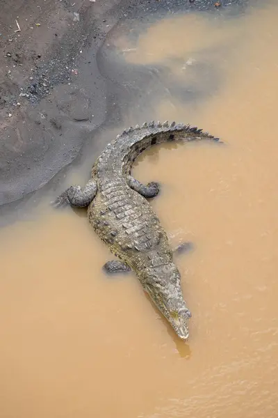 Puntarenas, Kosta Rika 'daki Trcoles Nehri' nin çamurlu kıyısında Amerikan timsahı.