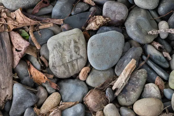 Puntarenas, Kosta Rika kıyılarında kaya ve ağaç kalıntıları var.