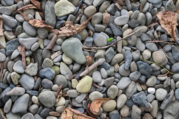 Puntarenas, Kosta Rika kıyılarında taş ve bitki arkaplanı hala duruyor