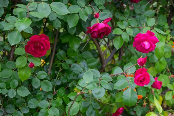 Rosas en un jardn de las islas Canarias