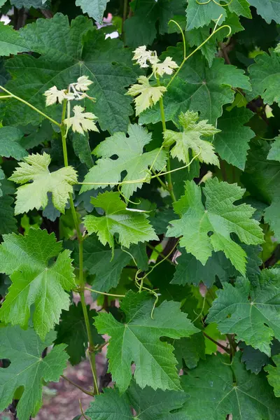 Hojas de vid en las islas Canarias
