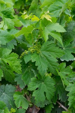 Şarap tarlasında üzüm yaprakları