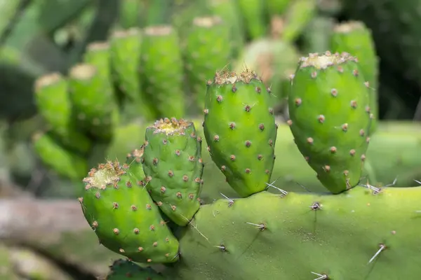 Kaktüs en las islas Canarias