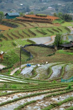 Muong Hoa Vadisi, Vietnam 'daki pirinç tarlaları.