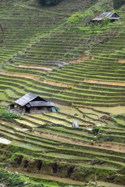 Muong Hoa Vadisi, Vietnam 'da pirinç tarlaları.