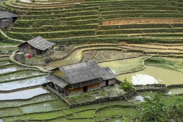 Muong Hoa Vadisi, Vietnam 'daki evler ve pirinç tarlaları