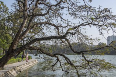 Hanoi, Vietnam - 16 Nisan 2025 Hoan Kiem Gölü 'ndeki bir ağaç manzarası