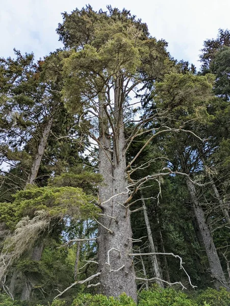 Vertical shot of a tall pine tree