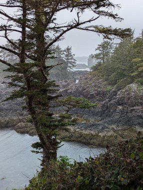 Vancouver Adası 'nda yağmur ormanı ve kayalarla engebeli kıyı şeridinin dikey görüntüsü.