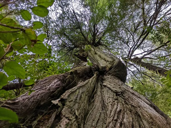 Large bent tree in a canadian forest