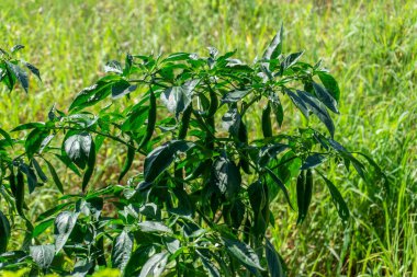 Bahçede büyük kırmızı biber bitkileri