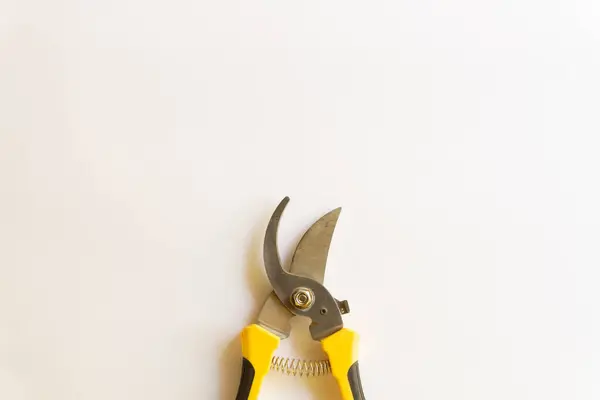 Makas buduyorum. Bahçe budayıcı. Bahçede çalışmak için kullanılan makas beyaz arka planda izole edilmiş çeşitli yerleşimler.