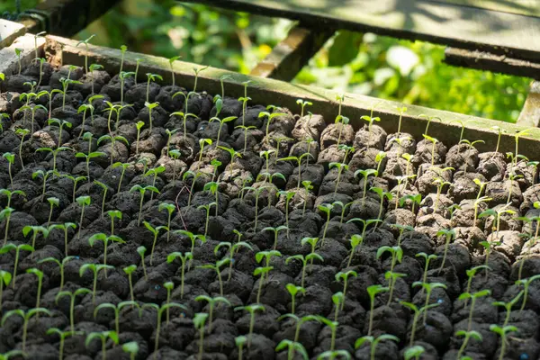 Ticari tarım meyvesi üretimi için kullanılan küçük bitkilerle dolu yeşil bir fidan tepsisi..