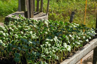 Ticari tarım meyvesi üretimi için kullanılan küçük bitkilerle dolu yeşil bir fidan tepsisi..