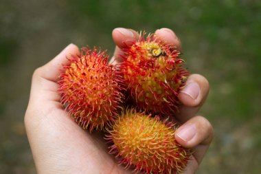 Rambutan Elde, Adam Taze Rambutan Meyve Hasadı Tropikal Meyve Bahçesi Doğası 'ndan Seçici Odaklanma.