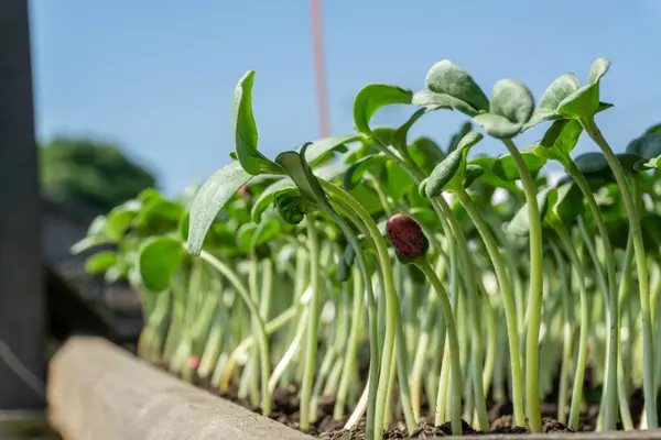 Tarım tepsisi karpuz meyve filizleri, türleri citrullus lanatus, genellikle ticari tarım meyveleri üretimi için kullanılır..
