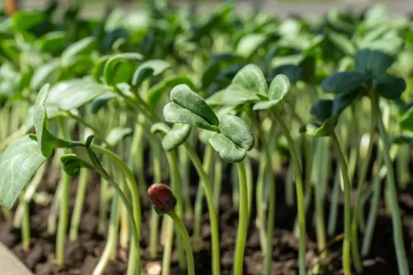Tarım tepsisi karpuz meyve filizleri, türleri citrullus lanatus, genellikle ticari tarım meyveleri üretimi için kullanılır..