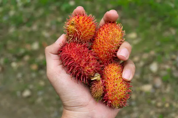 Rambutan Elde, Adam Taze Rambutan Meyve Hasadı Tropikal Meyve Bahçesi Doğası 'ndan Seçici Odaklanma.