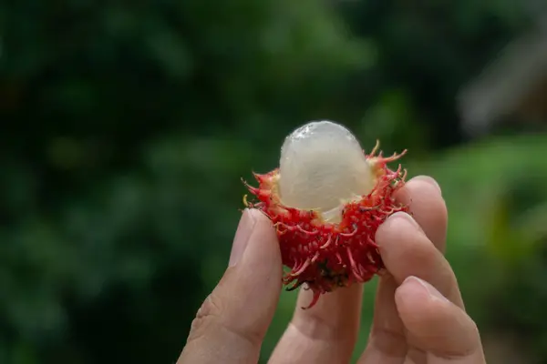 Rambutan Elde, Adam Taze Rambutan Meyve Hasadı Tropikal Meyve Bahçesi Doğası 'ndan Seçici Odaklanma.
