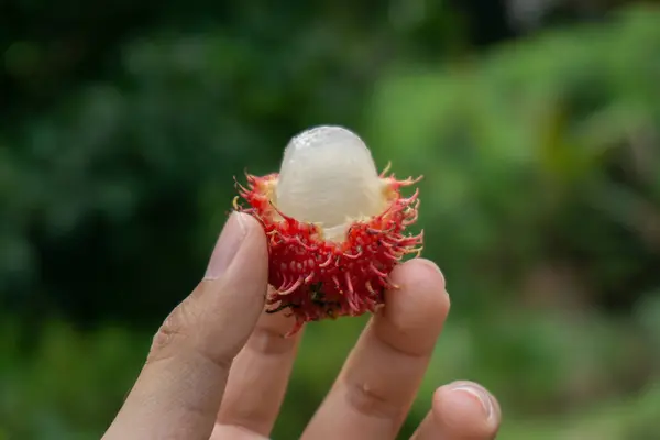 Rambutan Elde, Adam Taze Rambutan Meyve Hasadı Tropikal Meyve Bahçesi Doğası 'ndan Seçici Odaklanma.