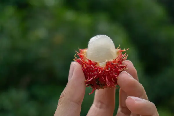 Rambutan Elde, Adam Taze Rambutan Meyve Hasadı Tropikal Meyve Bahçesi Doğası 'ndan Seçici Odaklanma.