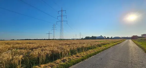 Buğday tarlası, üzerinde elektrik direkleri ve elektrik hatları, arka planda güneşli bir günde mavi gökyüzü olan bir biyogaz tesisi. 